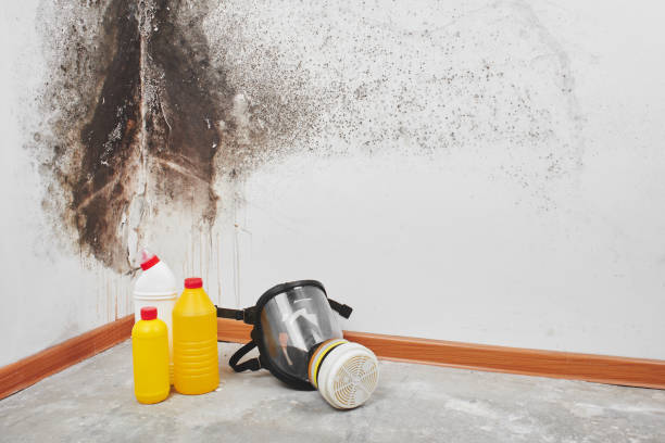 Best Mold Removal Company Near Me  in Oak Creek, WI