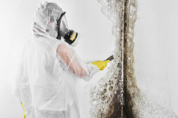  Oak Creek, WI Mold Removal Pros
