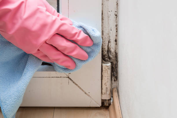 Best Emergency Mold Removal  in Oak Creek, WI